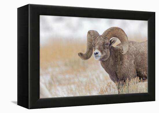 Bighorn sheep in winter. Grand Teton National Park, Wyoming-Adam Jones-Framed Premier Image Canvas