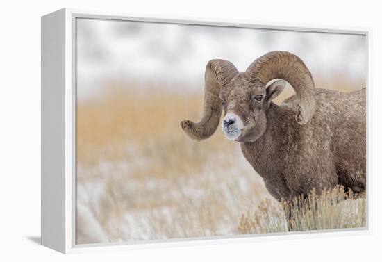 Bighorn sheep in winter. Grand Teton National Park, Wyoming-Adam Jones-Framed Premier Image Canvas