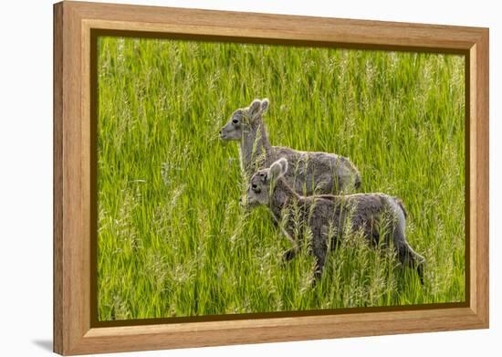 Bighorn Sheep Lambs in Grasslands in Badlands National Park, South Dakota, Usa-Chuck Haney-Framed Premier Image Canvas