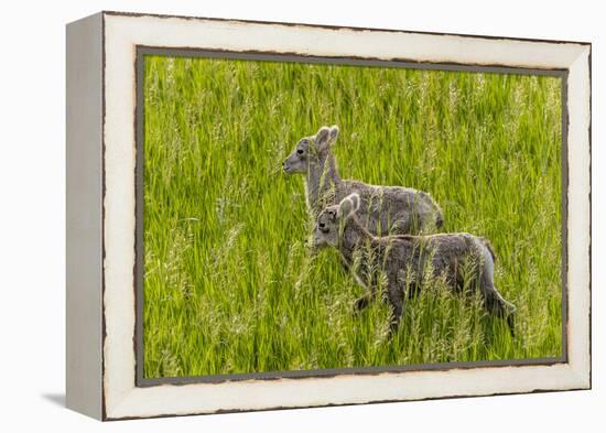 Bighorn Sheep Lambs in Grasslands in Badlands National Park, South Dakota, Usa-Chuck Haney-Framed Premier Image Canvas