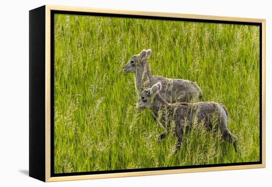 Bighorn Sheep Lambs in Grasslands in Badlands National Park, South Dakota, Usa-Chuck Haney-Framed Premier Image Canvas