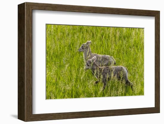 Bighorn Sheep Lambs in Grasslands in Badlands National Park, South Dakota, Usa-Chuck Haney-Framed Photographic Print