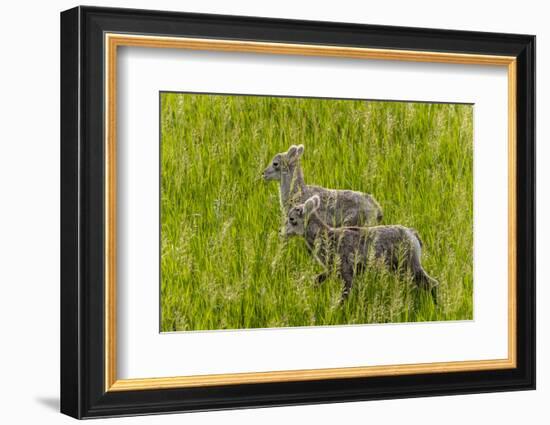 Bighorn Sheep Lambs in Grasslands in Badlands National Park, South Dakota, Usa-Chuck Haney-Framed Photographic Print