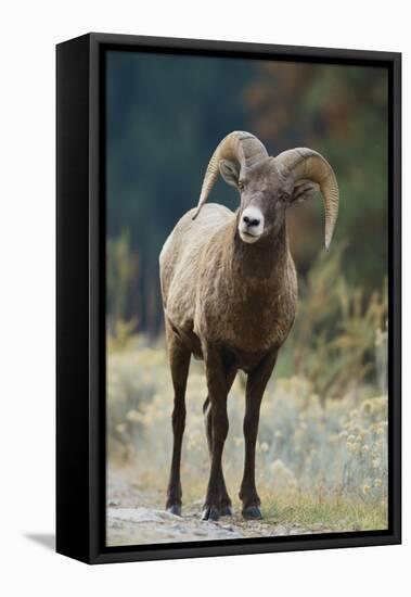 Bighorn Sheep on a Trail-DLILLC-Framed Premier Image Canvas