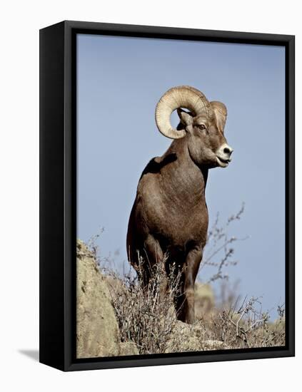 Bighorn Sheep (Ovis Canadensis) Ram During the Rut, Arapaho National Forest, Colorado, USA-James Hager-Framed Premier Image Canvas