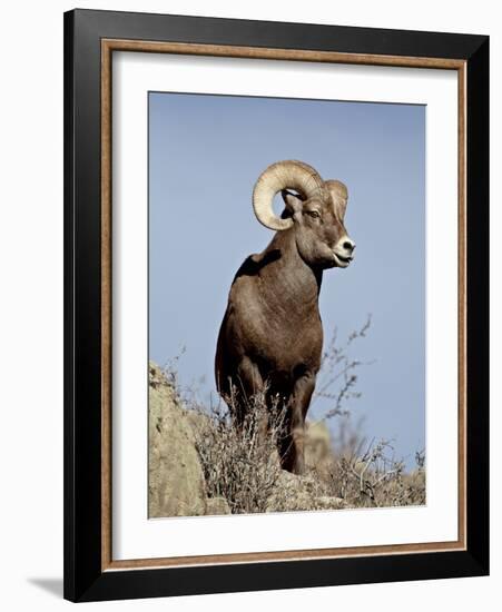 Bighorn Sheep (Ovis Canadensis) Ram During the Rut, Arapaho National Forest, Colorado, USA-James Hager-Framed Photographic Print