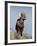 Bighorn Sheep (Ovis Canadensis) Ram During the Rut, Arapaho National Forest, Colorado, USA-James Hager-Framed Photographic Print