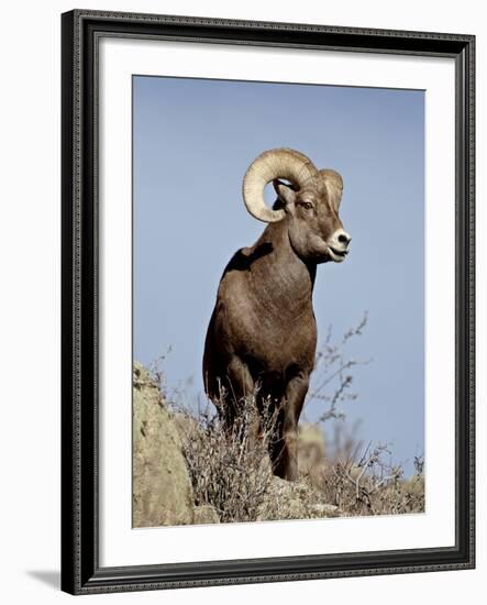 Bighorn Sheep (Ovis Canadensis) Ram During the Rut, Arapaho National Forest, Colorado, USA-James Hager-Framed Photographic Print