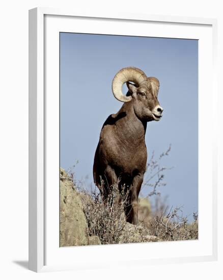 Bighorn Sheep (Ovis Canadensis) Ram During the Rut, Arapaho National Forest, Colorado, USA-James Hager-Framed Photographic Print