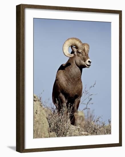 Bighorn Sheep (Ovis Canadensis) Ram During the Rut, Arapaho National Forest, Colorado, USA-James Hager-Framed Photographic Print