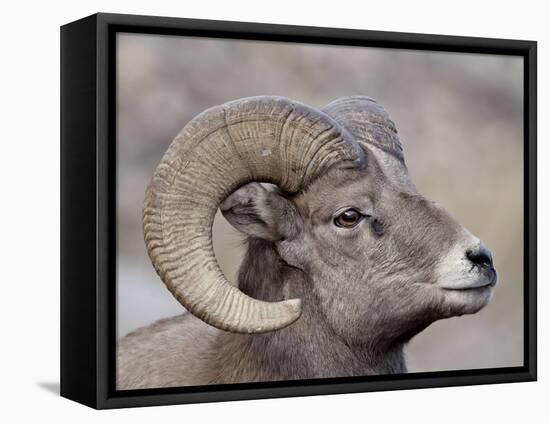 Bighorn Sheep (Ovis Canadensis) Ram Durng the Rut, Clear Creek County, Colorado, USA, North America-James Hager-Framed Premier Image Canvas