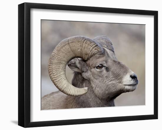 Bighorn Sheep (Ovis Canadensis) Ram Durng the Rut, Clear Creek County, Colorado, USA, North America-James Hager-Framed Photographic Print