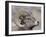 Bighorn Sheep (Ovis Canadensis) Ram Durng the Rut, Clear Creek County, Colorado, USA, North America-James Hager-Framed Photographic Print