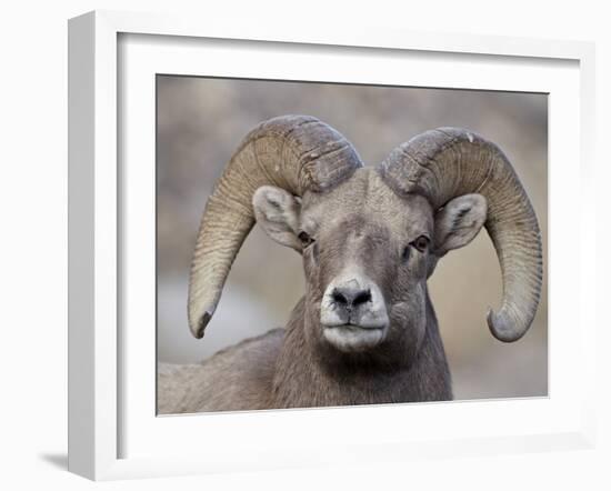 Bighorn Sheep (Ovis Canadensis) Ram Durng the Rut, Clear Creek County, Colorado, USA, North America-James Hager-Framed Photographic Print