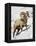 Bighorn Sheep (Ovis Canadensis) Ram in the Snow-James Hager-Framed Premier Image Canvas