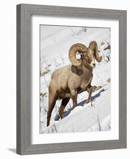 Bighorn Sheep (Ovis Canadensis) Ram in the Snow-James Hager-Framed Photographic Print