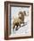 Bighorn Sheep (Ovis Canadensis) Ram in the Snow-James Hager-Framed Photographic Print