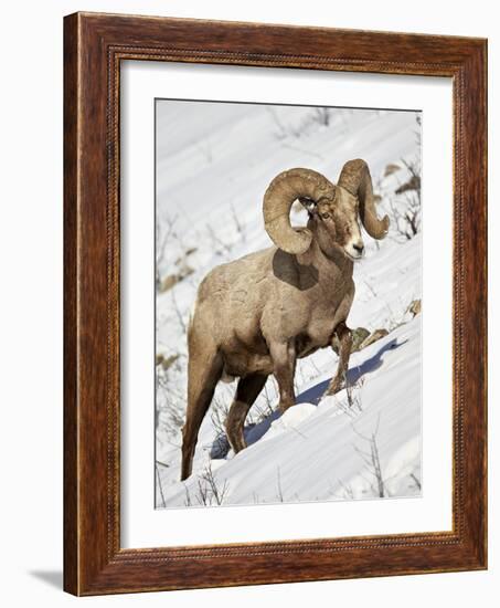 Bighorn Sheep (Ovis Canadensis) Ram in the Snow-James Hager-Framed Photographic Print