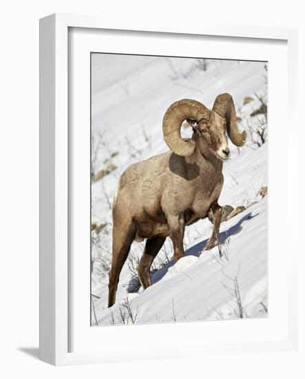 Bighorn Sheep (Ovis Canadensis) Ram in the Snow-James Hager-Framed Photographic Print