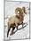 Bighorn Sheep (Ovis Canadensis) Ram in the Snow-James Hager-Mounted Photographic Print