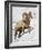 Bighorn Sheep (Ovis Canadensis) Ram in the Snow-James Hager-Framed Photographic Print