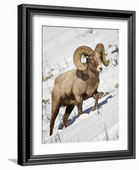 Bighorn Sheep (Ovis Canadensis) Ram in the Snow-James Hager-Framed Photographic Print