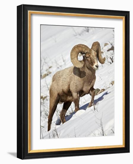 Bighorn Sheep (Ovis Canadensis) Ram in the Snow-James Hager-Framed Photographic Print