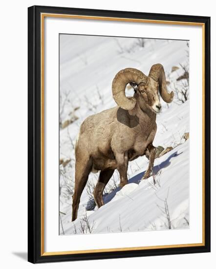 Bighorn Sheep (Ovis Canadensis) Ram in the Snow-James Hager-Framed Photographic Print