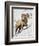 Bighorn Sheep (Ovis Canadensis) Ram in the Snow-James Hager-Framed Photographic Print