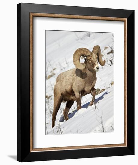 Bighorn Sheep (Ovis Canadensis) Ram in the Snow-James Hager-Framed Photographic Print