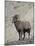 Bighorn Sheep (Ovis Canadensis) Ram with an Erection During Rut, Clear Creek County, Colorado, USA-James Hager-Mounted Photographic Print