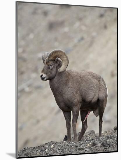 Bighorn Sheep (Ovis Canadensis) Ram with an Erection During Rut, Clear Creek County, Colorado, USA-James Hager-Mounted Photographic Print