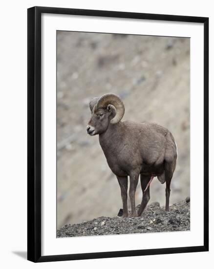 Bighorn Sheep (Ovis Canadensis) Ram with an Erection During Rut, Clear Creek County, Colorado, USA-James Hager-Framed Photographic Print