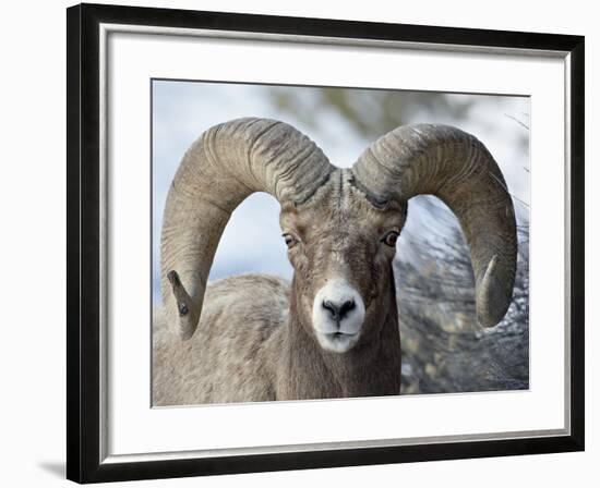 Bighorn Sheep (Ovis Canadensis) Ram, Yellowstone National Park, Wyoming,-null-Framed Photographic Print