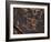 Bighorn Sheep Petroglyph, Petrified Forest National Park, Arizona, USA-James Hager-Framed Photographic Print