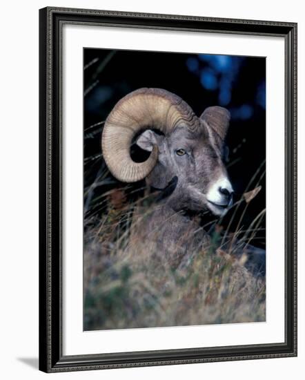 Bighorn Sheep Portrait-Art Wolfe-Framed Photographic Print