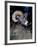 Bighorn Sheep Portrait-Art Wolfe-Framed Photographic Print