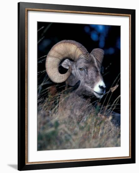 Bighorn Sheep Portrait-Art Wolfe-Framed Photographic Print