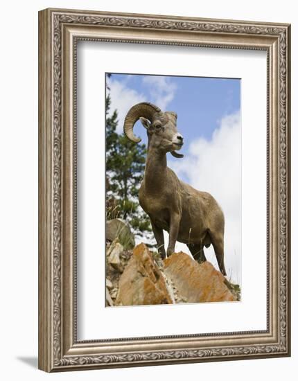 Bighorn Sheep Ram In Banff-null-Framed Premium Giclee Print