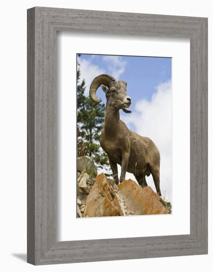 Bighorn Sheep Ram In Banff-null-Framed Premium Giclee Print