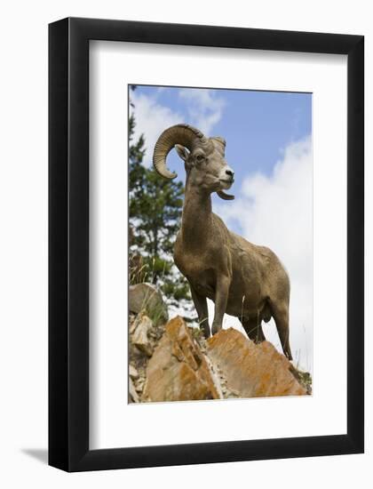 Bighorn Sheep Ram In Banff-null-Framed Premium Giclee Print