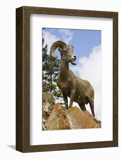 Bighorn Sheep Ram In Banff-null-Framed Premium Giclee Print