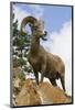 Bighorn Sheep Ram In Banff-null-Mounted Art Print