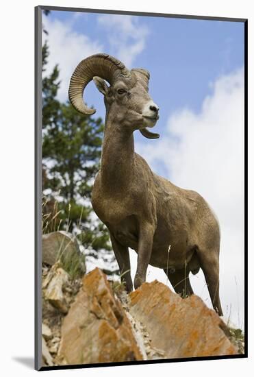 Bighorn Sheep Ram In Banff-null-Mounted Art Print