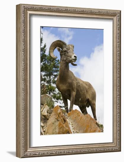 Bighorn Sheep Ram In Banff-null-Framed Art Print