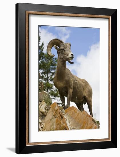 Bighorn Sheep Ram In Banff-null-Framed Art Print