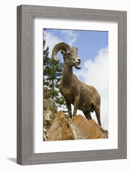 Bighorn Sheep Ram In Banff-null-Framed Art Print