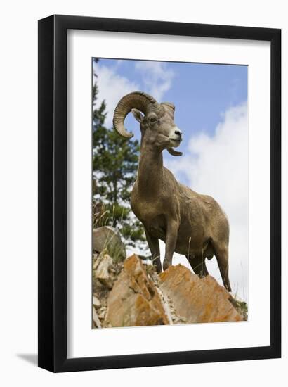 Bighorn Sheep Ram In Banff-null-Framed Art Print