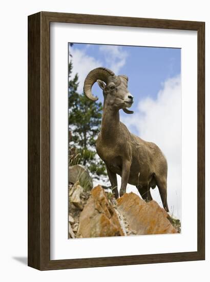 Bighorn Sheep Ram In Banff-null-Framed Art Print