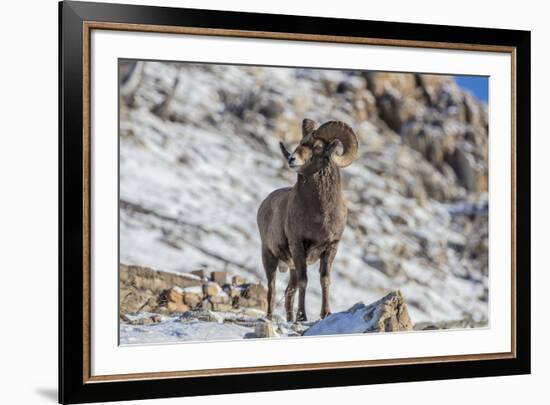 Bighorn sheep ram in early winter in Glacier National Park, Montana, USA-Chuck Haney-Framed Premium Photographic Print